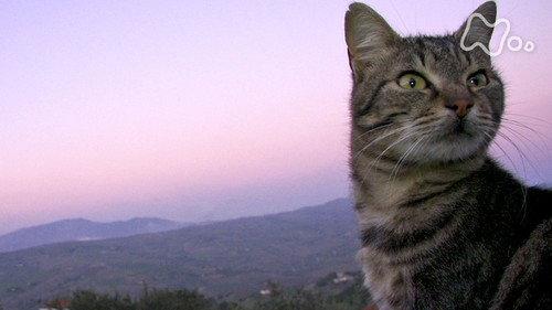 Mitsuaki Iwago's World “Cats” Travelogue Season 1 Episode 14 - Sicily