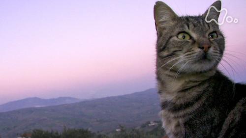 Mitsuaki Iwago's World “Cats” Travelogue Season 1 Episode 14 - Sicily