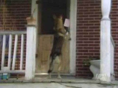 The Littlest Hobo Season 3 Episode 13 - Mail Order Bride