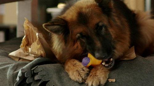 Komisarz Alex Season 8 Episode 11 - Episode 11