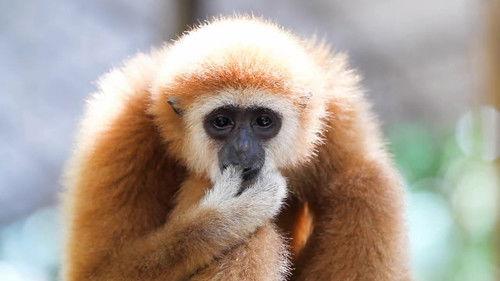 72 Dangerous Animals: Asia Season 1 Episode 9 - Corn Me, I'll Fight