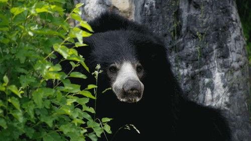 Background image for Big Bear Theory