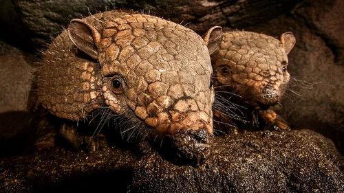 Jonahs dyreverden Season 2 Episode 7 - Episode 7