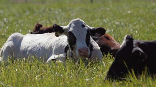 The Incredible Pol Farm Season 1 Episode 9 - Up Sheep's Creek