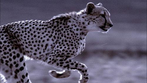 Animal Fight Night Season 6 Episode 1 - Firepower