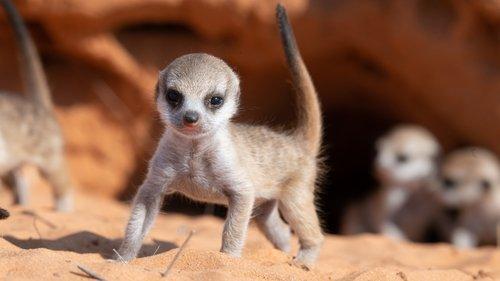 Meet The Meerkats Season 1 Episode 2 - Turf Wars