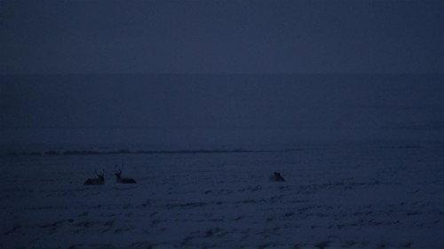 Life Below Zero Season 21 Episode 1 - Pulled from the Darkness