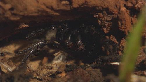 72 Dangerous Animals: Australia Season 1 Episode 2 - Fast and Furious