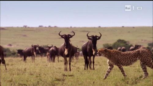 Superquark Season 22 Episode 5 - Episode 5