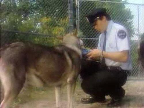 The Littlest Hobo Season 1 Episode 4 - The Defector