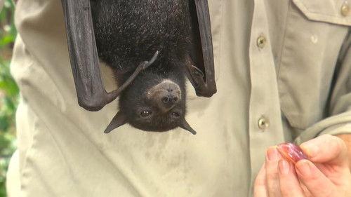 72 Dangerous Animals: Australia Season 1 Episode 7 - Cruel Creatures