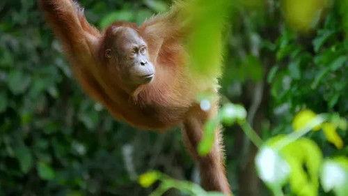 Jungle Planet Season 1 Episode 2 - The Ancient Jungle: South East Asia & Borneo