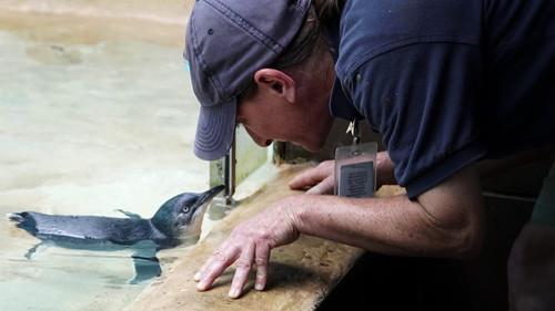 The Zoo Season 1 Episode 5 - A Star Is Born