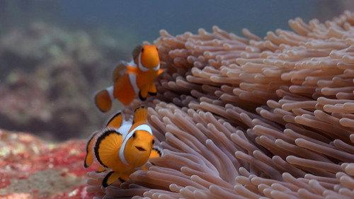 Reef School Season 1 Episode 14 - Wishy Washy