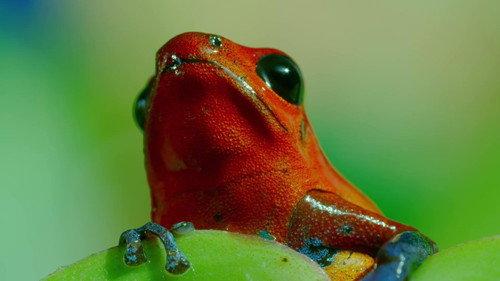 Mamas Season 1 Episode 3 - Poison Dart Frog
