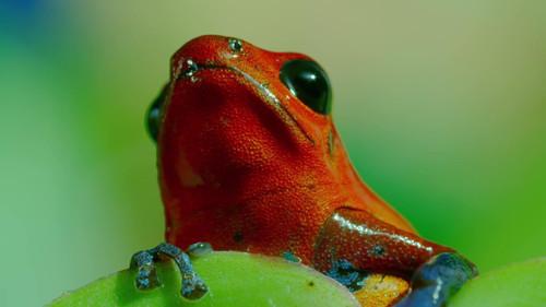 Mamas Season 1 Episode 3 - Poison Dart Frog