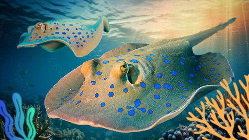 Reef School Season 2 Episode 10 - Underwater Explorer