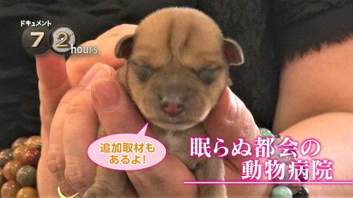 Document 72 Hours Season 5 Episode 21 - Veterinary Hospital in the City that Never Sleeps