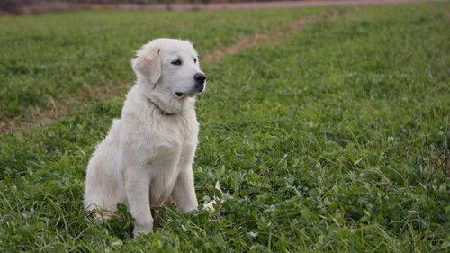 The Incredible Pol Farm Season 1 Episode 8 - Barnstorming