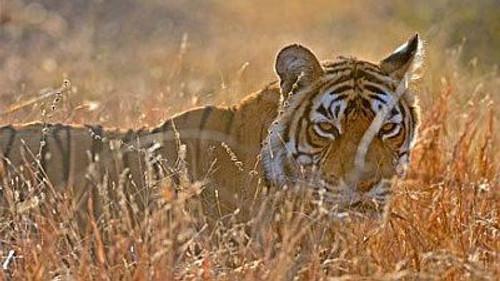 Natural World Season 32 Episode 3 - Queen of Tigers