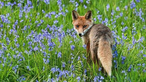 Springwatch Season 16 Episode 2 - Episode 2