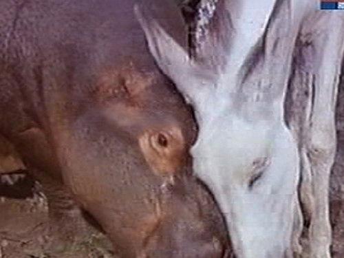 Daktari Season 3 Episode 12 - Return of Ethel and Albert