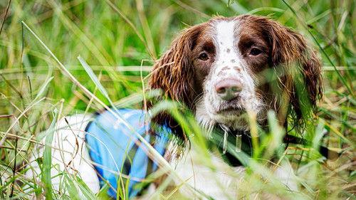 Dog Squad Puppy School Season 4 Episode 10 - Episode 10