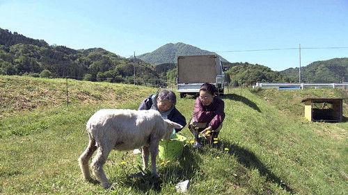 Hometown Stories Season 13 Episode 25 - A Country Town's Woolly Heroes