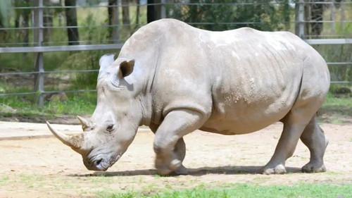 Taronga: Who's Who In The Zoo Season 3 Episode 3 - Daphne's Dentist