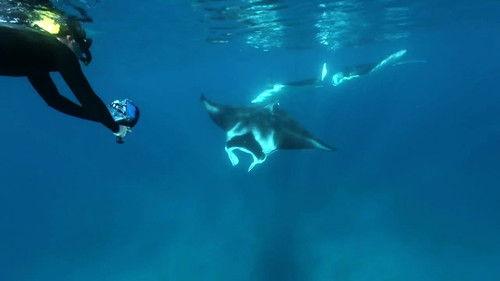 Crikey! It's the Irwins Season 1 Episode 11 - Swimming With Manta Rays