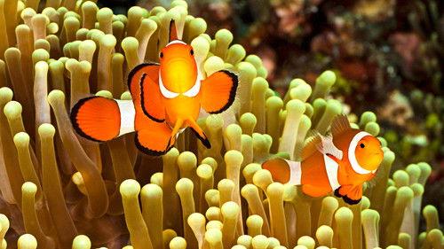 Natural World Season 36 Episode 5 - Nature's Perfect Partners