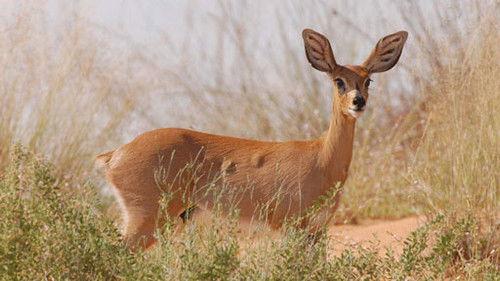 Kouzlo Afriky Season 1 Episode 1 - Episode 1