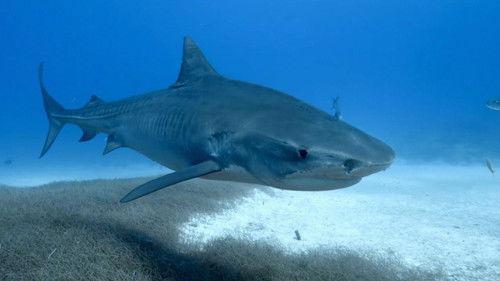 When Sharks Attack Season 6 Episode 2 - Tropical Terror