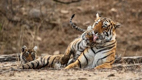 Nature Season 44 Episode 13 - Legendary Tigers of India