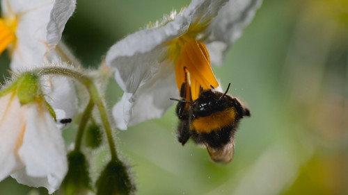 Secrets of the Bees Season 1 Episode 2 - The Pollinators