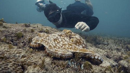 Octopus! Season 1 Episode 1 - Part 1