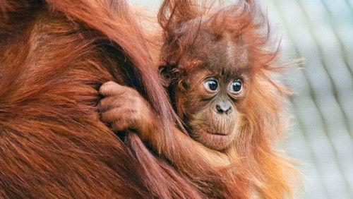 The Secret Life of the Zoo Season 1 Episode 6 - Episode 6