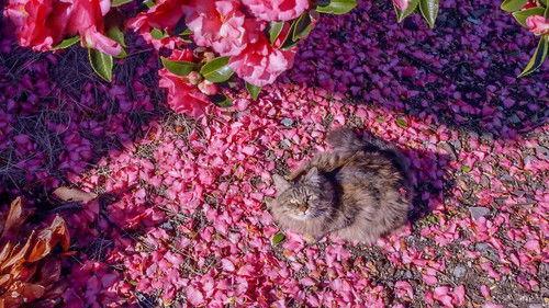 A Cat's-Eye View of Japan Season 3 Episode 3 - Tokushima: A Breath of Ocean Air