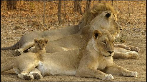 Africa's Hunters Season 3 Episode 2 - Prides and Prejudice