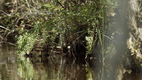 Apex Predator Season 1 Episode 1 - The Power of Patience: Aligator