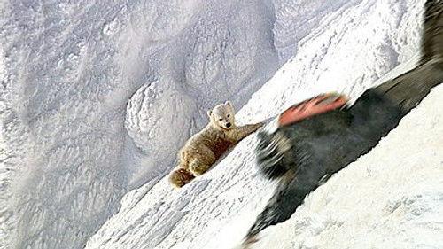 Andy's Wild Adventures Season 2 Episode 10 - Polar Bears