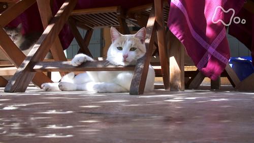 Mitsuaki Iwago's World “Cats” Travelogue Season 1 Episode 15 - Rural Southern France