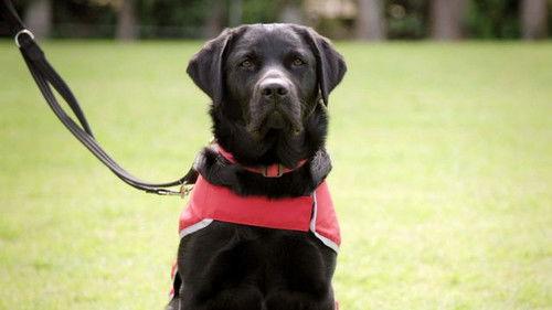 Dog Squad Puppy School Season 1 Episode 7 - Episode 7