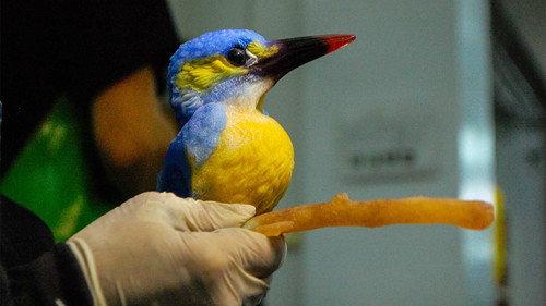 How Do They Do It? Season 11 Episode 6 - Bagels, Racing Tires, Liuli Glass