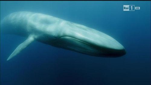 Superquark Season 22 Episode 4 - Episode 4