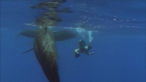 World's Most Amazing Videos Season 1 Episode 9 - Survival at Sea and Beyond