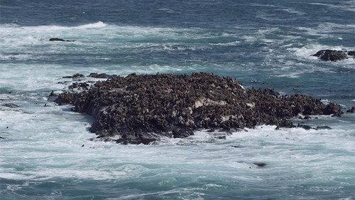 Africa's Underwater Wonders Season 1 Episode 2 - Cape Fur Seals