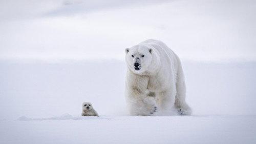The Hunt Season 1 Episode 2 - In the Grip of the Seasons (Arctic)