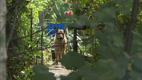 Toto & Harry Season 2 Episode 18 - Episode 18