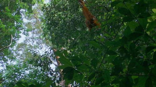 Découverte Season 32 Episode 18 - Episode 18